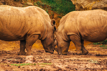 Fototapeta premium Two white rhinos (Ceratotherium simum) face to face look at each other.