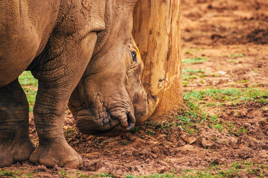 White rhinoceros (Ceratotherium simum) strikes a trunk with its horns.