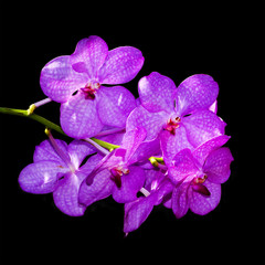 Obraz premium Orchidaceae