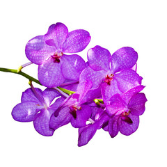Naklejka na ściany i meble Orchidaceae