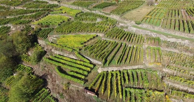 Filari e terrazzamenti - Vigneti 