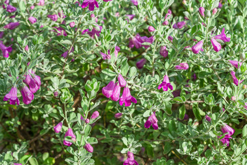 Beautiful purple flowers
