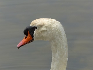 tête de cygne