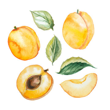Set of watercolor apricot with leaf