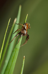 Spider on meadow