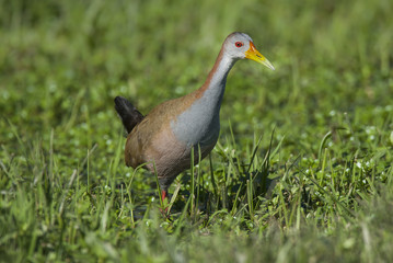 Obraz premium Giant Wood-Rail ,aramides ypecaha, Iberà Marshes, Corrientes Province, Argentina