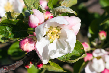 Apple blossoms in spring on white background