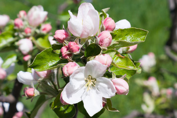 Apple blossoms in spring on white background