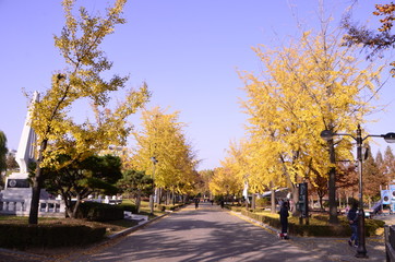 Fototapeta premium 가을