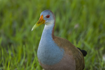Giant Wood-Rail ,aramides ypecaha, Iberà Marshes, Corrientes Province, Argentina