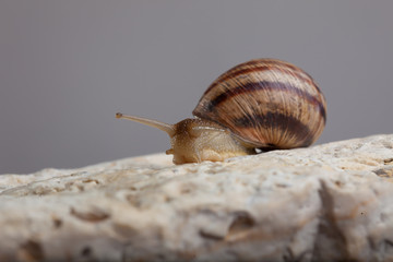 snail crawling stone