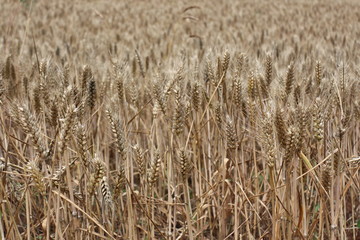 Wheat 