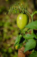 Green tomato