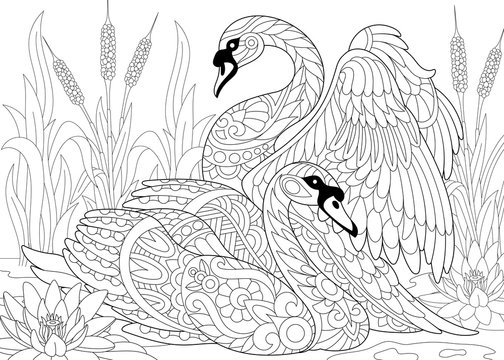 Stylized couple of two swans among lotus flowers (water lilies) and pond plants. Freehand sketch for adult anti stress coloring book page with doodle and zentangle elements.