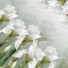 Beautiful summer background with iris flowers 