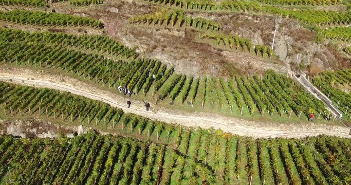 Vendemmia - Raccolta uva nei vigneti - Vista aerea 4k