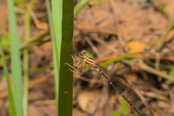 Dragonfly Macro view ,Beautiful macro dragonfly insects