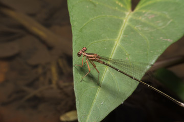 Dragonfly Macro view ,Beautiful macro dragonfly insects