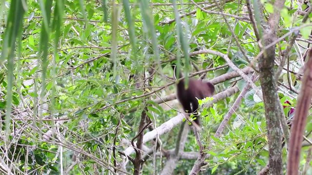 Filhote de macaco-prego saltando nas &aacute;rvores.