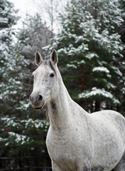 Portrait of a beautiful grey Golstein mare against the background of the winter forest