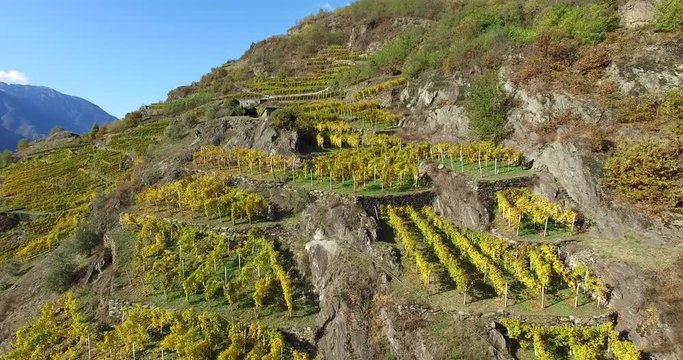 Vigneti in Valtellina - Vigne in Autunno - Vista aerea