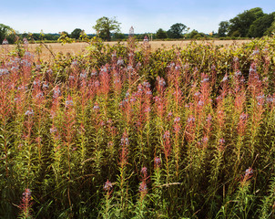 field agriculture farm crops england uk