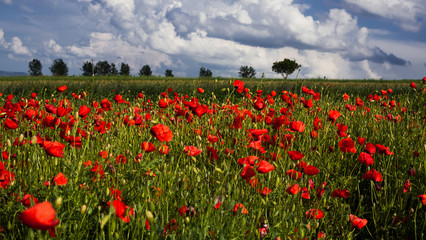 wild poppy field - Armistice day background