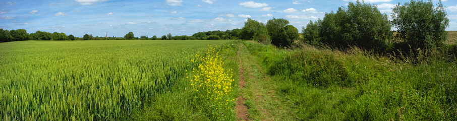 Fototapeta na wymiar field agriculture farm crops england uk