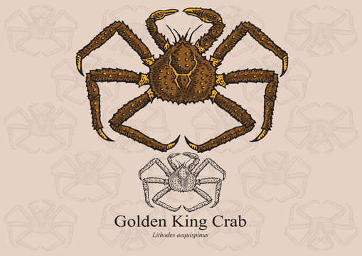 Golden King Crab. Vector illustration for artwork in small sizes. Suitable for graphic and packaging design, educational examples, web, etc.