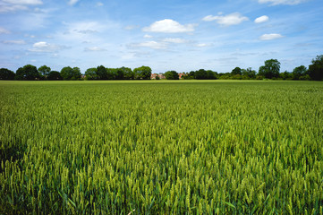 Obraz premium field agriculture farm crops england uk