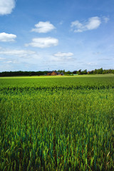 field agriculture farm crops england uk