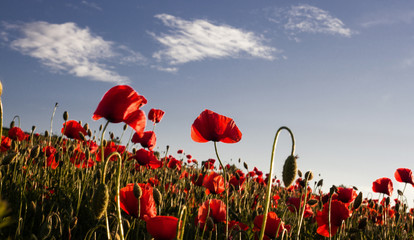 wild poppy field - Armistice day background