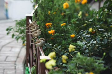 little bird sitting near the green bush