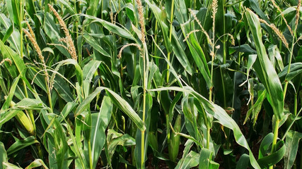 field agriculture farm crops england uk