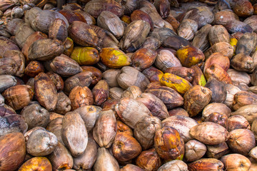 Seychellen: Viele Kokosnüsse