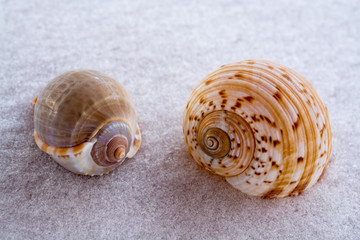 seashells in the snow