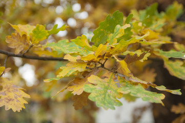 Листья дуба в осеннем солнечном свете.