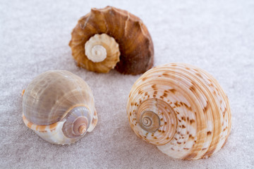 seashells in the snow