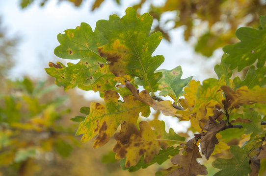Листья дуба в осеннем солнечном свете
Листья дуба.