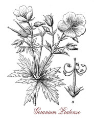 Meadow geranium is a flowering herbaceous perennial plant with pale blue flowers and purple stamens. it is used as ornamental plant in gardening 