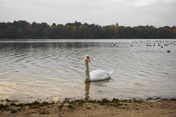Schwan im See