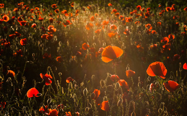 Naklejka premium wild poppy field - Armistice day background