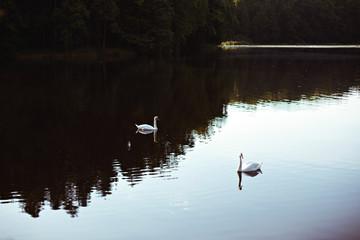 Naklejka na ściany i meble Beautiful two white swans in the middle of lake