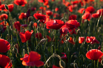 wild poppy field - Armistice day background