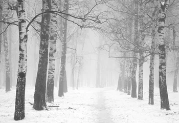 Foto op Plexiglas Morning winter mist in birch forest black and white © Elena Kovaleva