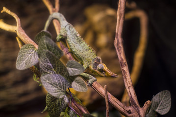 Live wild reptiles lizards shot close-up in nature