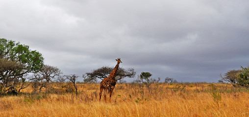 Sud Africa, 28/09/2009: una giraffa in una prateria nella Hluhluwe Imfolozi Game Reserve, la più antica riserva naturale istituita in Africa nel 1895 nel KwaZulu-Natal, la terra degli Zulu