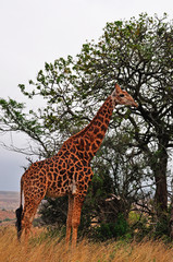 Sud Africa, 28/09/2009: una giraffa mangia le foglie nella Hluhluwe Imfolozi Game Reserve, la più antica riserva naturale istituita in Africa nel 1895 nel KwaZulu-Natal, la terra degli Zulu