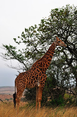 Sud Africa, 28/09/2009: una giraffa mangia le foglie nella Hluhluwe Imfolozi Game Reserve, la più antica riserva naturale istituita in Africa nel 1895 nel KwaZulu-Natal, la terra degli Zulu