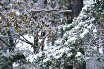 Fir in winter forest
